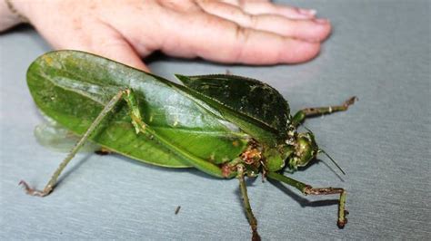 Giant Rare Bug Discovered In Cape York Herald Sun
