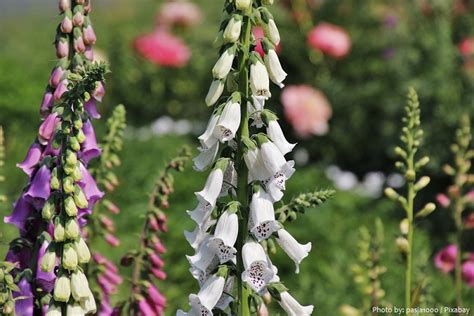 Interesting Facts About Foxgloves Just Fun Facts