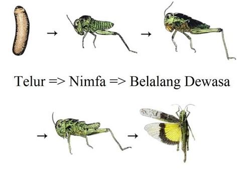 Fase imago metamorfosis tidak sempurna. Pengertian Metamorfosis Sempurna Dan Tidak Sempurna ...