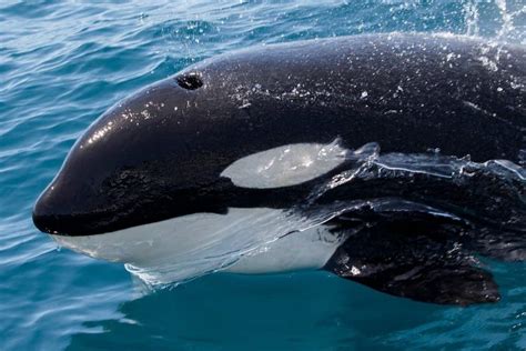 Killer Whale Animal Facts Orcinus Orca Az Animals