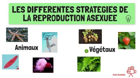 Reproduction asexuée