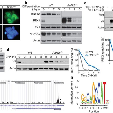 A Model Of The Regulation Of The Xisttsix Region During Early Mouse