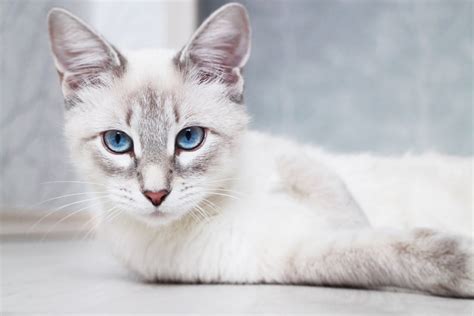 13 Asian Cat Breeds With Pictures