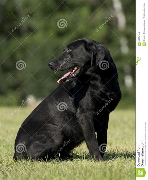 A Black Lab Hunting Dog Stock Image Image Of Hunt