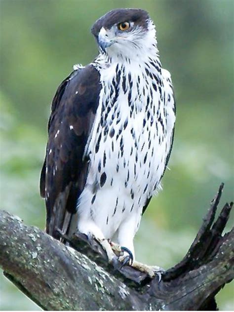 African Hawk Eagle Hieracetus Spilogaster Kenyabirdingme Farm