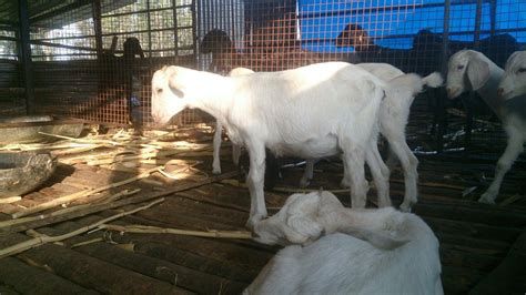 Both Hybrid Goats At Rs 350kilogram In Belur Id 17950759073