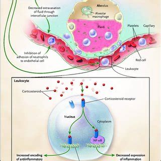 Corticosteroids are classified as either: Pathways of the Inhibition of Inflammation by ...
