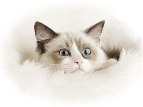 Cat White Background 51 Pictures