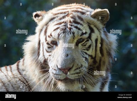 Oreille du tigre Banque de photographies et dimages à haute résolution