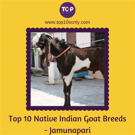 Top 10 Best Native Indian Goat Breeds Top 10s Only