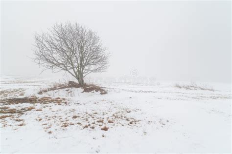 One Tree On A Foggy Winter Field Stock Image Image Of Plant