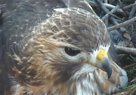 Red Tailed Hawk From Cornell Lab Of Ornithology Web Cam Laura