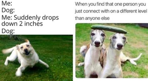 Hilariously Relatable Doggo Memes That Hits Too Close To Home
