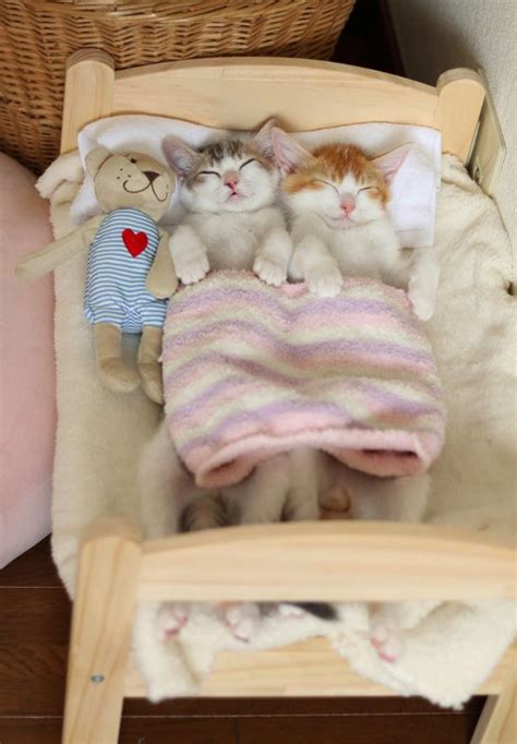 Adorable Kittens Take Cat Napping To A Whole New Level In Their Very