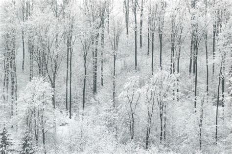 Foggy Winter Snowy Trees In Forest White Stock Photo Image Of Cold