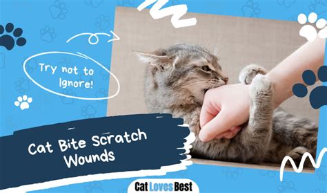 Cat Has Bite And Scratch Wounds All You Need To Know