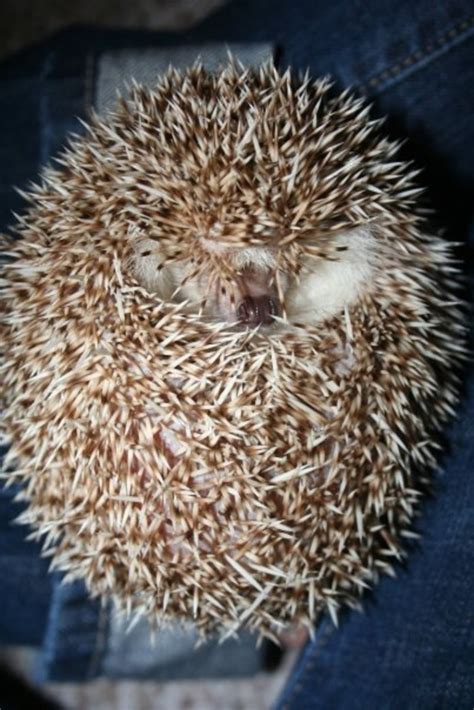 Interesting Facts About Hedgehogs Pethelpful