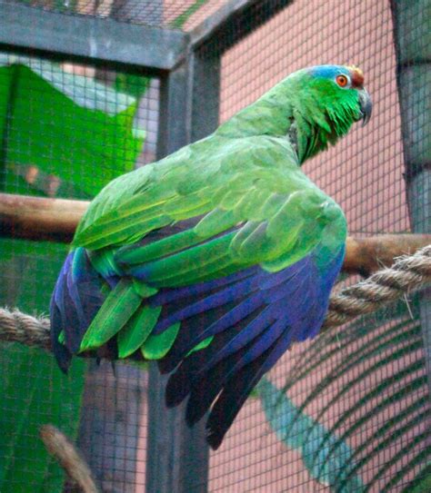 Festive Parrot Amazona Festiva Exotic Birds Pets