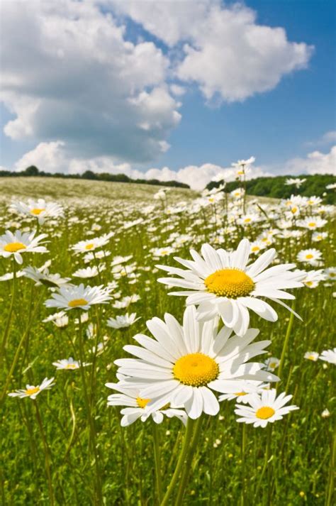 Field Of Daisies Flower Fields And Farms Pinterest