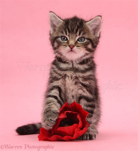 Cute Tabby Kitten 6 Weeks Old With Poppy Flower Photo Wp35574
