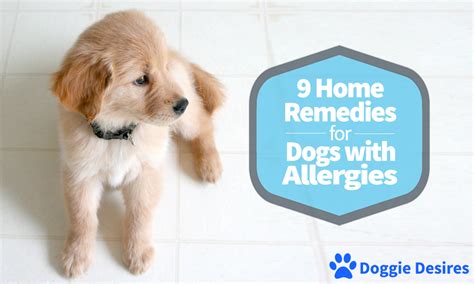Home Remedies For Dogs With Allergies