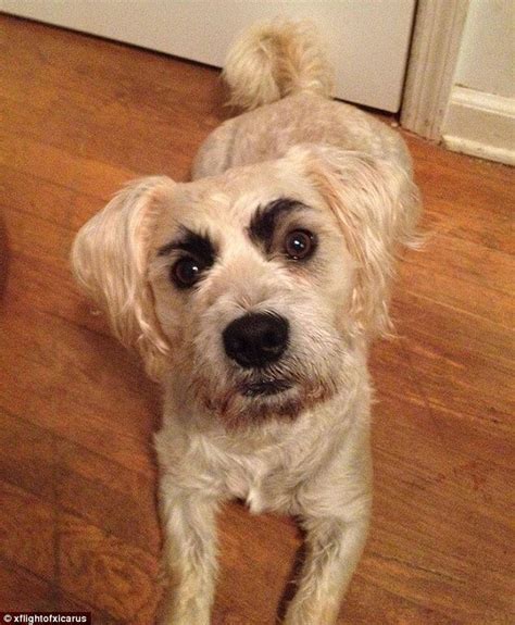 20 Hilarious Photos Of Dogs With Eyebrows That Will Make You Howl With