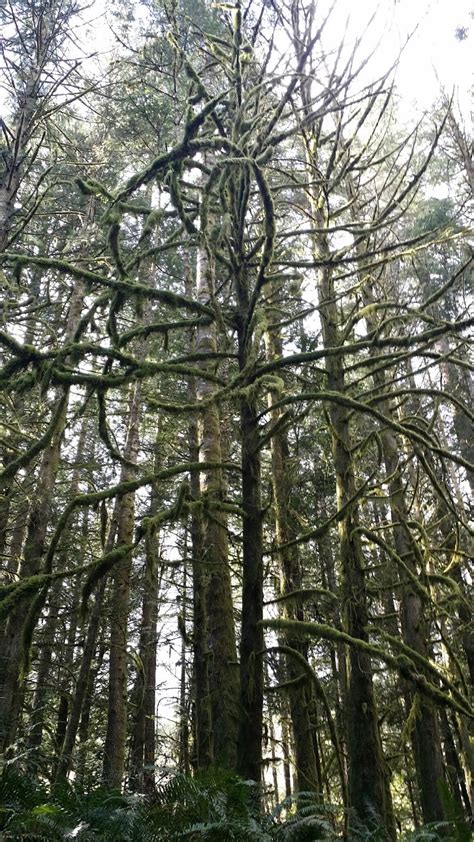 Vancouver Island Big Trees