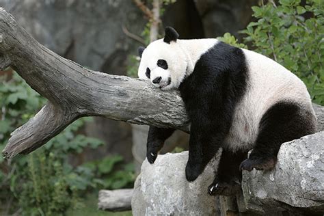Giant Panda Mei Xiang Gives Birth To Anchor Baby