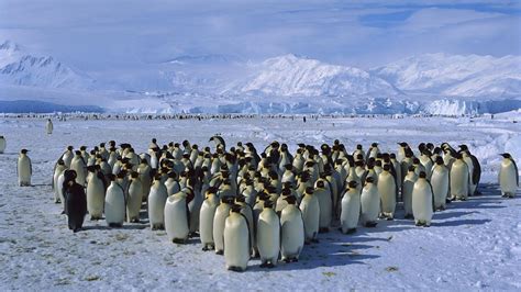 Birds Snow Penguins Antarctica Mountain Wallpapers Hd Desktop And