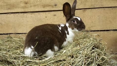 Standard Rex For Sale In Nc Usa Rabbit Breeders