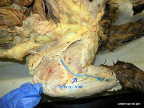 Major Arteries and Veins of the Cat | Anatomy Corner