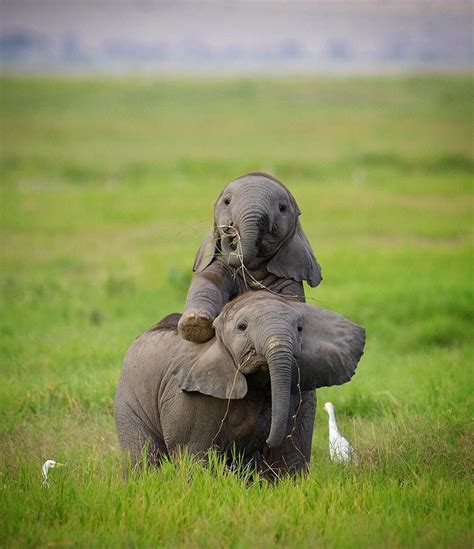 Two Baby Elephants Playing In Amboseli National Park Kenya R