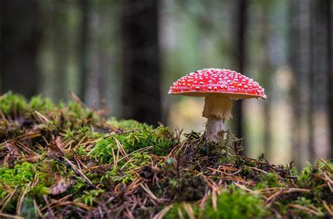 A Brief Reference Guide For Magic Mushroom Hunting