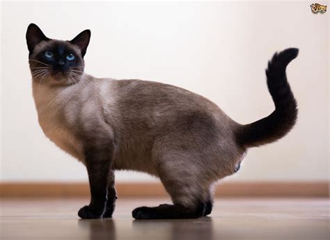 Pin By Mo On Animal References Siamese Cats Cat Breeds Cats