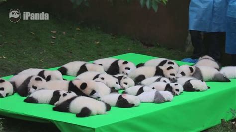 Adorable Panda Cubs Make Public Debut In China Youtube