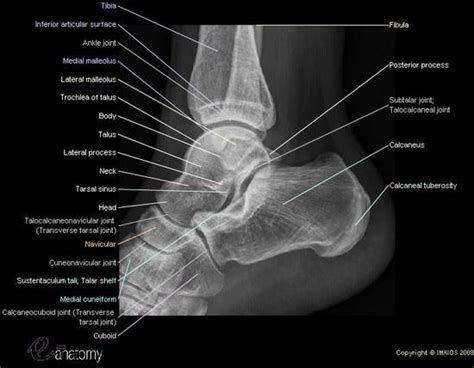 Radioanatomy Of The Ankle Radiology Of The Ankle Lateral View With Anatomical Structures
