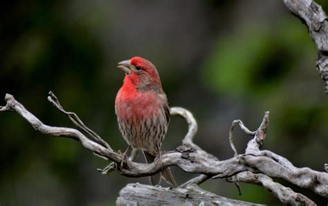 House Finches Birds Forever