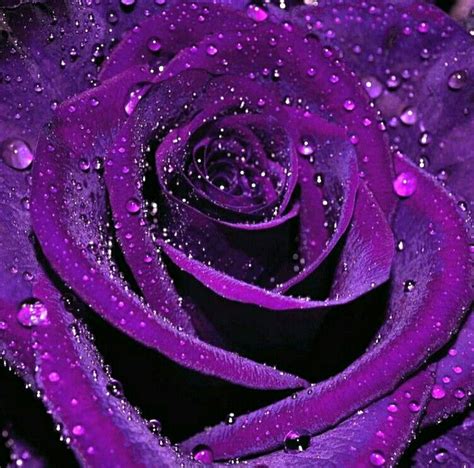 Purple Rose Purple Roses Purple Roses Wallpaper Dark