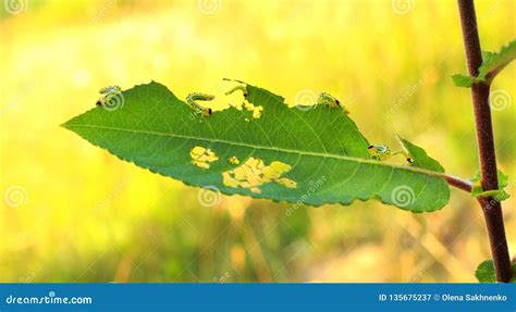 Linsecte De Chenille De Jardin Endommage Parasite De Ver Mangeant Des