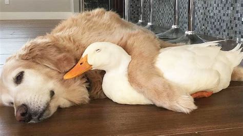 Dog And Duck Are Inseparable Best Friends Funny Dogs Video Best