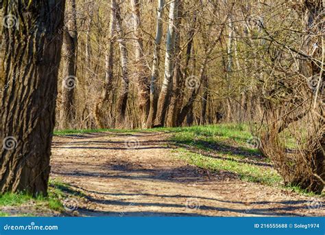 Beautiful Spring Landscape Forest And Path On A Bright Sunny Day