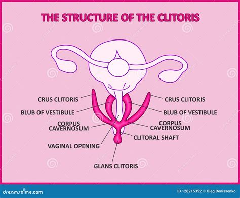La Estructura Del Clítoris Una Vagina Femenina De La Anatomía Del