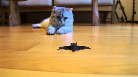 Bat And Cat Youtube