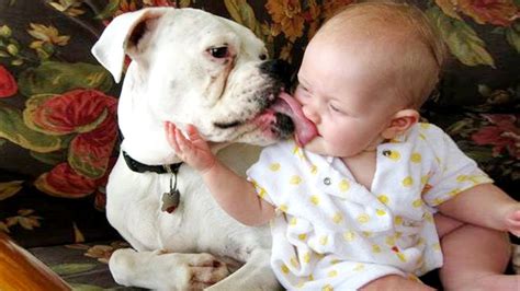 Babies And Dogs Are Kissing Together Funny And Fails Videos Youtube