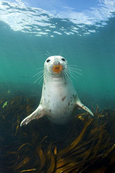 Grey Seal Halichoerus Grypus Portrait Underwater Photos Prints