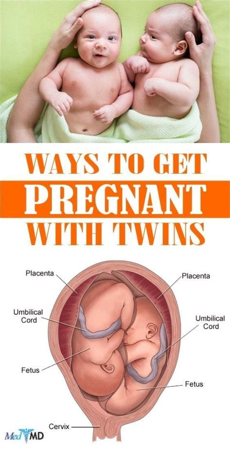Pin On How To Conceive Twins
