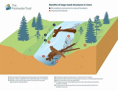 Wood Benefits Structures Rivers Infographic Habitat Fish
