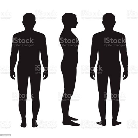 Vetores De Anatomia Do Corpo Humano E Mais Imagens De Corpo Humano