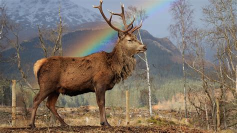 Hiker Captures Incredible Photos Of Stags Against Perfect Rainbow Fox