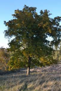 Hickory Trees Eden Hills